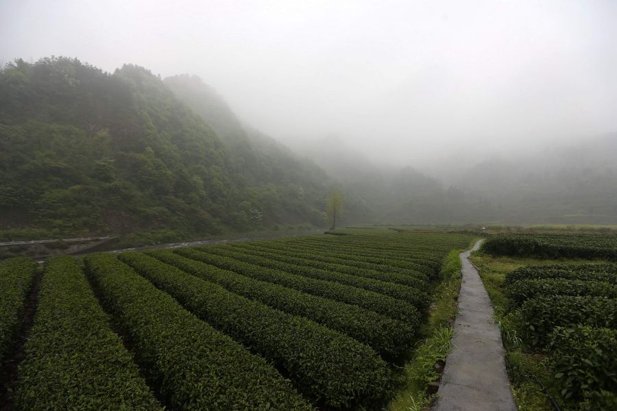 農(nóng)行重慶秀山支行通過公司、基地、農(nóng)戶支持當(dāng)?shù)剞r(nóng)民走上脫民致富